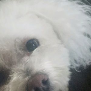 Meet your Posher, Misty